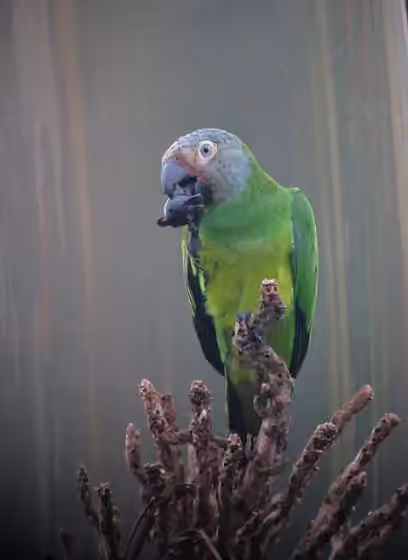 Dokumentasi Aratinga weddellii