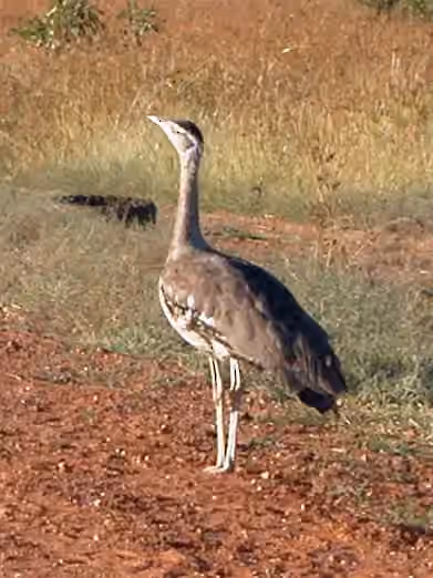 Dokumentasi Ardeotis australis