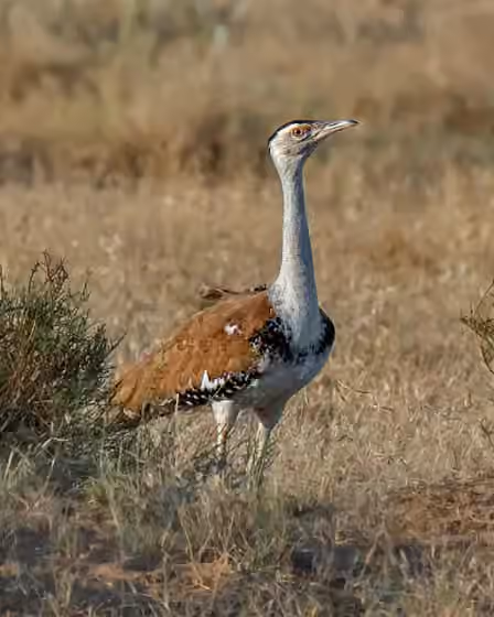 Dokumentasi Ardeotis nigriceps