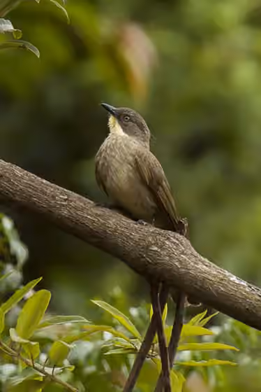 Dokumentasi Arizelocichla chlorigula