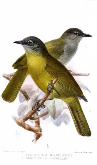 Ilustrasi Arizelocichla fusciceps pada burung nomor 2 di kanan atas; pelat juga menampilkan spesies lain.