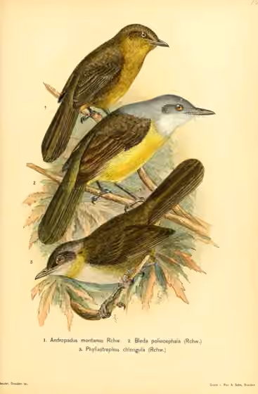 Ilustrasi Arizelocichla montana pada burung nomor 1 di bagian atas, bersama dua spesies lain.