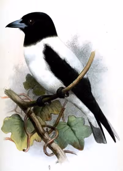 Ilustrasi Artamus insignis