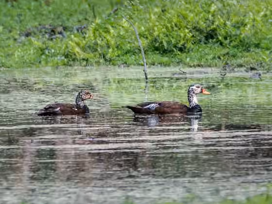 Dokumentasi Asarcornis scutulata