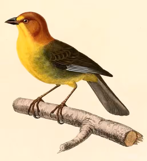 Ilustrasi Atlapetes fulviceps