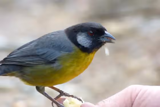 Dokumentasi Atlapetes melanocephalus