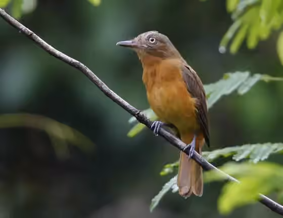 Dokumentasi Attila bolivianus