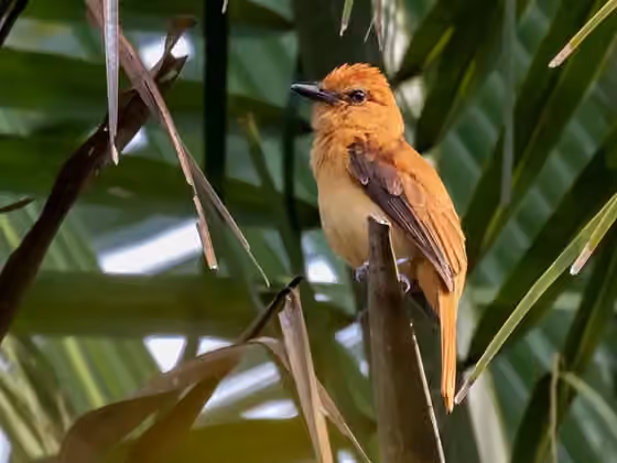 Dokumentasi Attila cinnamomeus
