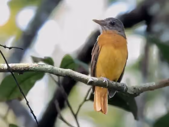 Dokumentasi Attila citriniventris