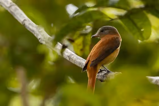 Dokumentasi Attila phoenicurus