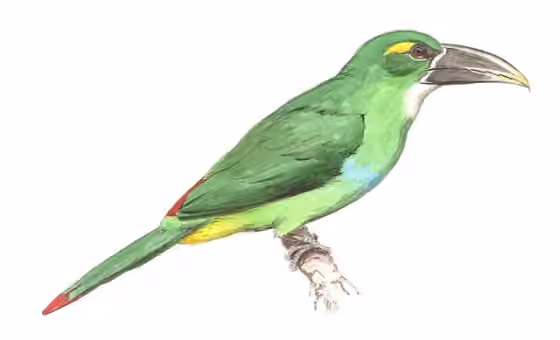 Ilustrasi Aulacorhynchus huallagae