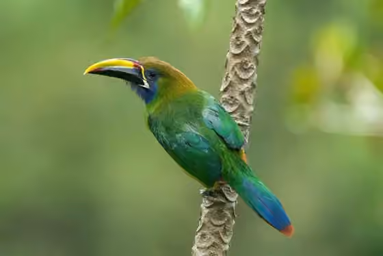 Dokumentasi Aulacorhynchus prasinus