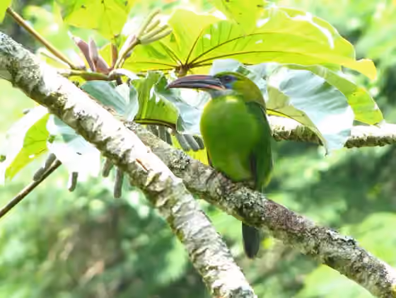 Dokumentasi Aulacorhynchus sulcatus