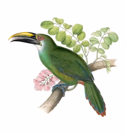 Ilustrasi Aulacorhynchus wagleri