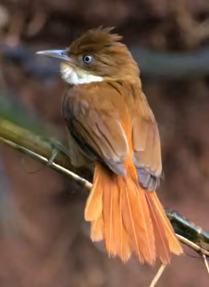 Dokumentasi Automolus leucophthalmus