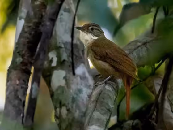 Dokumentasi Automolus paraensis