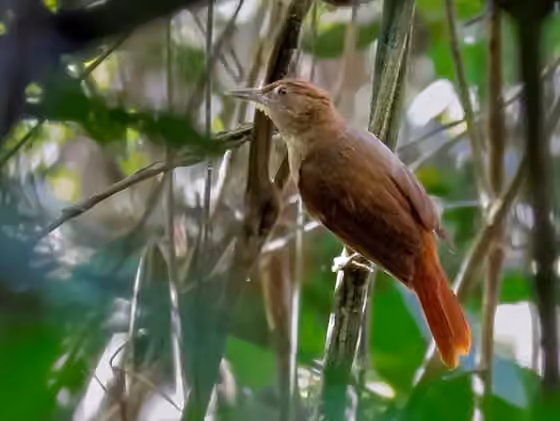 Dokumentasi Automolus rufipileatus