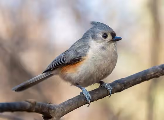 Dokumentasi Baeolophus bicolor