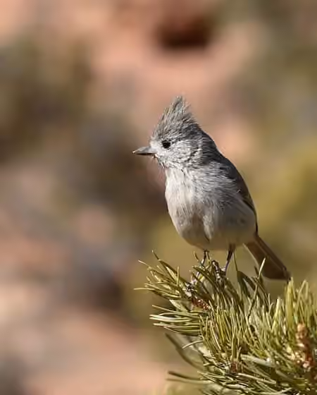 Dokumentasi Baeolophus ridgwayi
