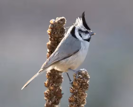Dokumentasi Baeolophus wollweberi
