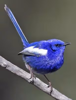 Dokumentasi Malurus leucopterus