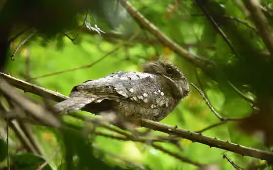 Dokumentasi Batrachostomus moniliger