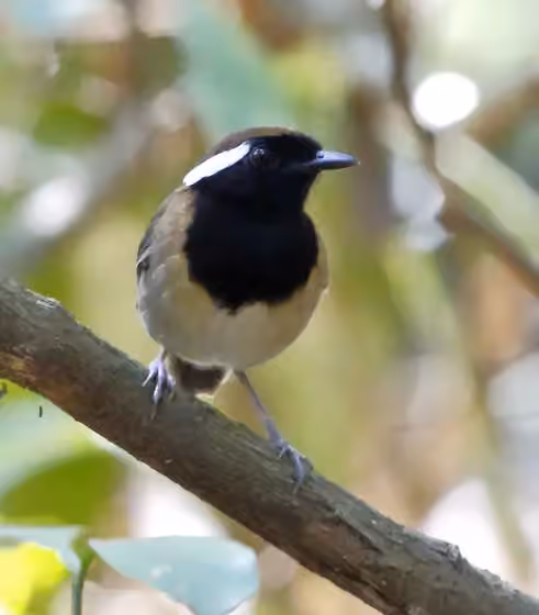 Dokumentasi Conopophaga snethlageae