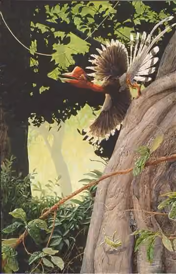 Ilustrasi Rhinoplax vigil