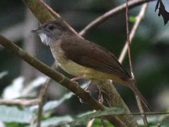 Dokumentasi Alophoixus tephrogenys