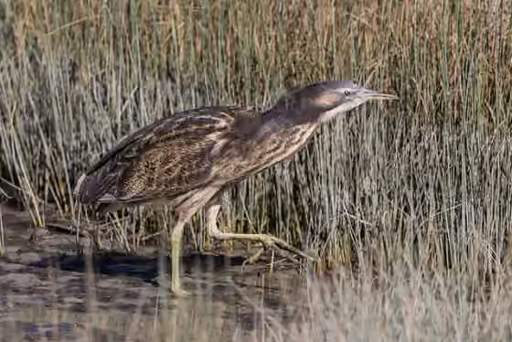 Dokumentasi Botaurus poiciloptilus