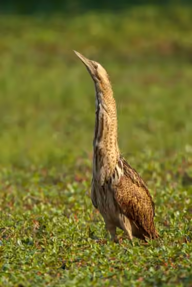 Dokumentasi Botaurus stellaris