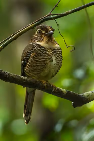 Dokumentasi Brachypteracias leptosomus