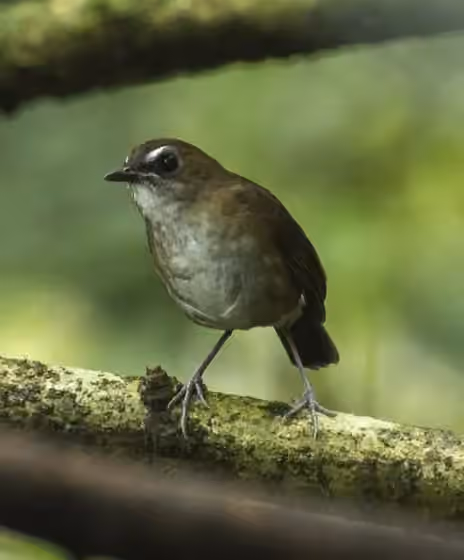 Dokumentasi Brachypteryx leucophris