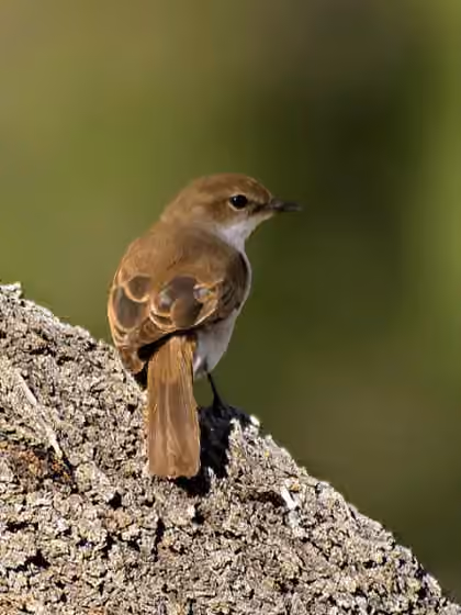 Dokumentasi Bradornis mariquensis
