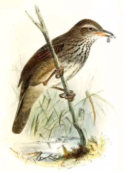 Ilustrasi Bradypterus barratti
