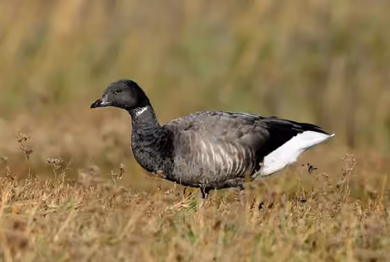 Dokumentasi Branta bernicla