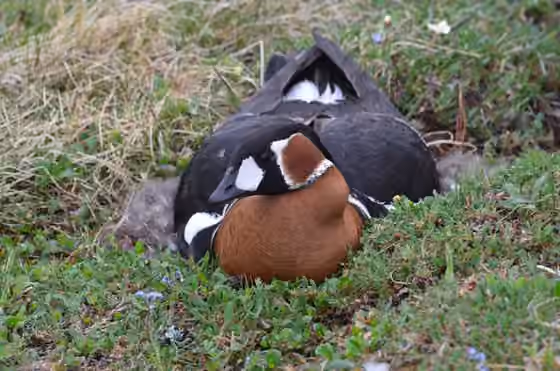 Dokumentasi Branta ruficollis