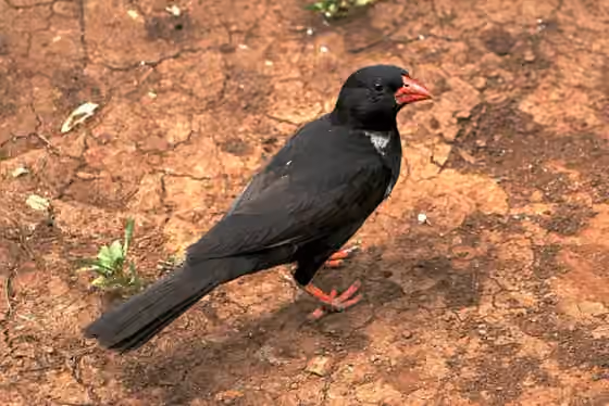 Dokumentasi Bubalornis niger