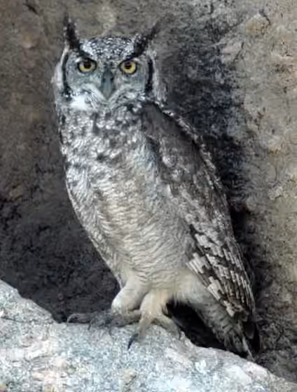 Dokumentasi Bubo africanus