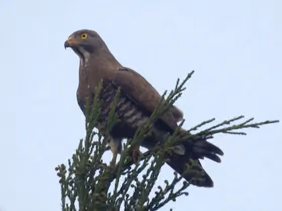Dokumentasi Butastur indicus