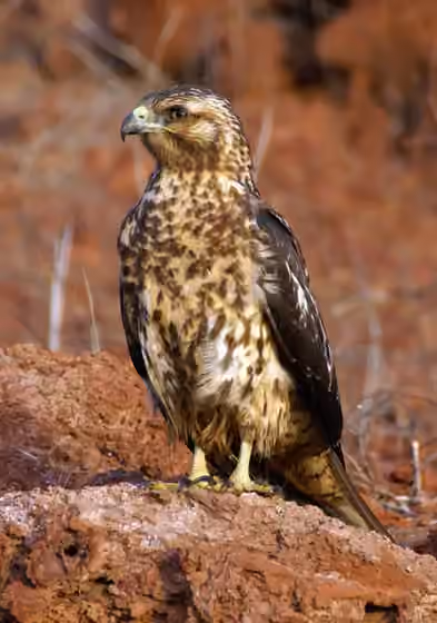Dokumentasi Buteo galapagoensis