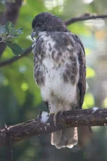 Dokumentasi Buteo solitarius