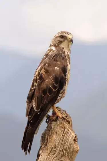 Dokumentasi Buteo swainsoni