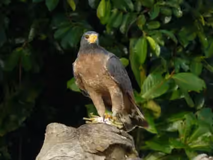 Dokumentasi Buteogallus aequinoctialis