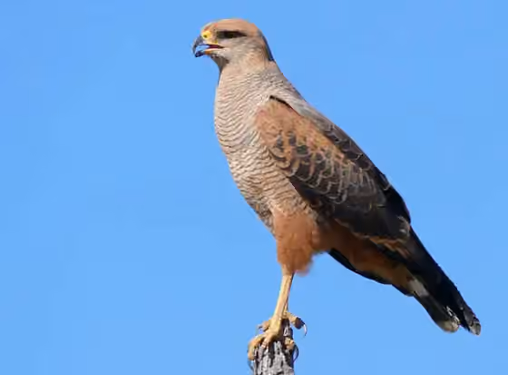 Dokumentasi Buteogallus meridionalis