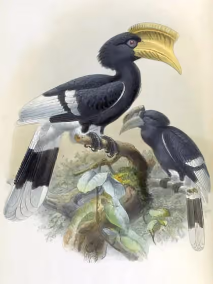 Pelat ilustrasi Bycanistes cylindricus dengan beberapa figur burung