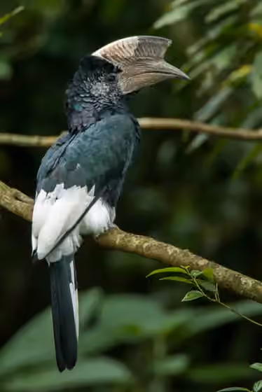 Dokumentasi Bycanistes subcylindricus