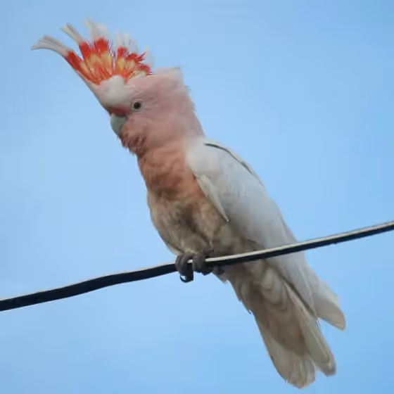 Dokumentasi Cacatua leadbeateri