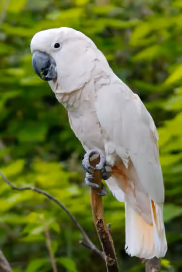 Dokumentasi Cacatua moluccensis