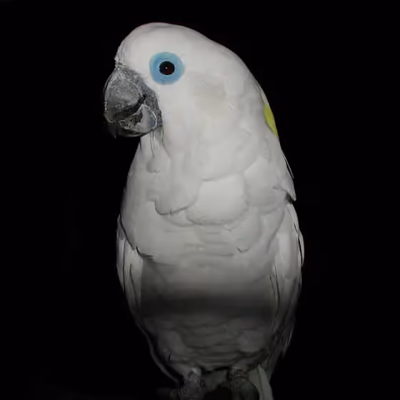 Dokumentasi Cacatua ophthalmica